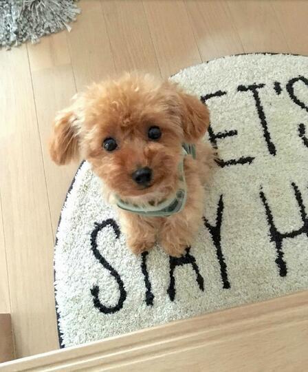 LieberTeddy™ 2.0 - A Realistic Pet Toy